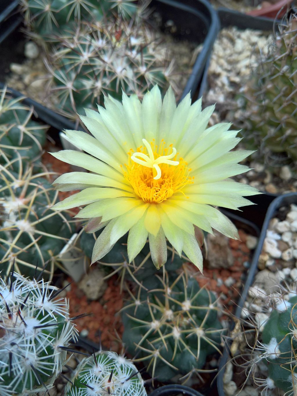 Coryphantha sulcolanata